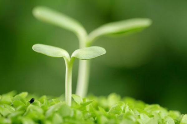 آموزش کاشت انواع سبزه عید نوروز راهنمای جامع کاشت سبزه های عید نوروز: از گندم تا خاکشیر
